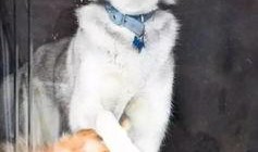 一个狗狗最新爆料图片视频,萌态百出，萌翻网友心